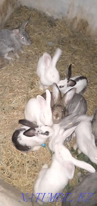 Кролики бабочки великаны Нурмухамеда Есентаева - изображение 1