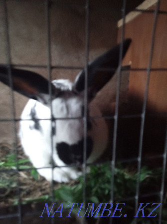 We sell rabbits from a month and older Kostanay - photo 1