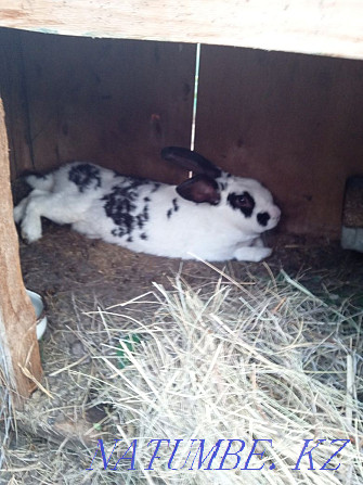 We sell rabbits from a month and older Kostanay - photo 4