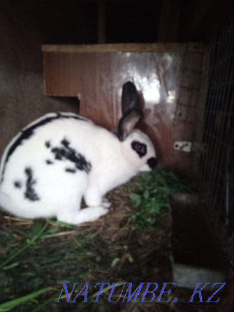 We sell rabbits from a month and older Kostanay - photo 2