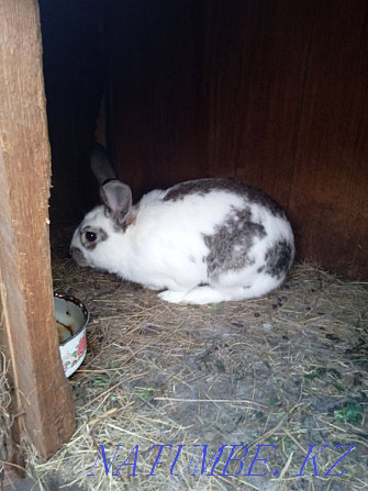 We sell rabbits from a month and older Kostanay - photo 3