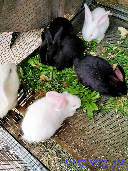 қоян ақ және сұр дәу тұқымды  Алматы - изображение 1