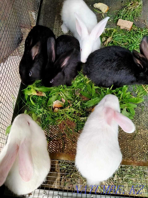 қоян ақ және сұр дәу тұқымды  Алматы - изображение 2