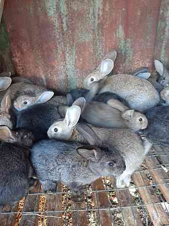 Кролики от месяца до четырёх 