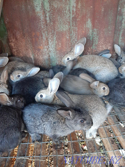 Кролики от месяца до четырёх  - изображение 2