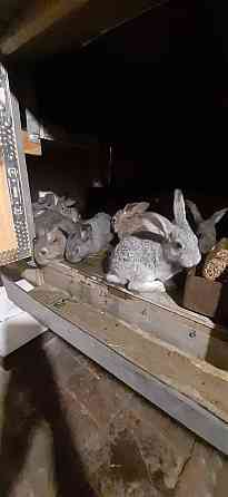 Продам кроликов смесь шиншилы Pavlodar