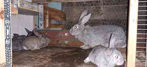 Продам кроликов смесь шиншилы Pavlodar