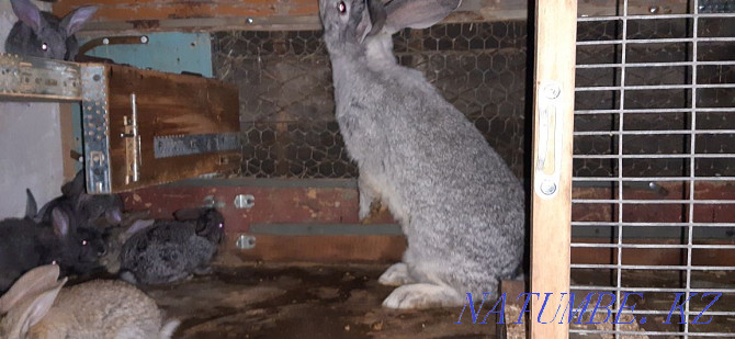 Sell rabbits chinchilla mix Pavlodar - photo 3