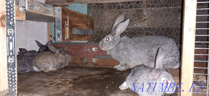 Sell rabbits chinchilla mix Pavlodar - photo 4