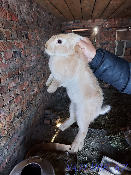 Selling parody rabbits. Ust-Kamenogorsk - photo 1