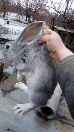 Кролики крольчата великаны  Өскемен