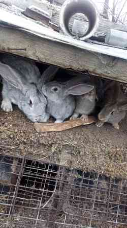 Кролики крольчата великаны Усть-Каменогорск