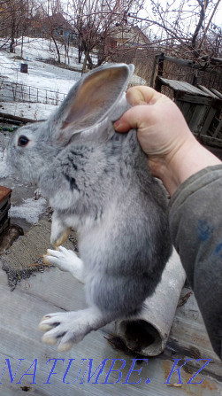 Rabbits rabbit giants Ust-Kamenogorsk - photo 1