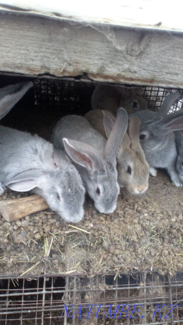 Rabbits rabbit giants Ust-Kamenogorsk - photo 3