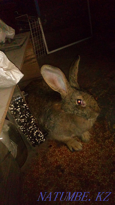 Rabbits rabbit giants Ust-Kamenogorsk - photo 4