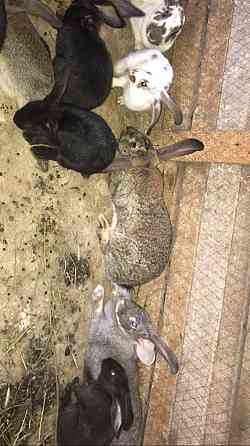 Продам кроликов 1,5 великаны Taraz