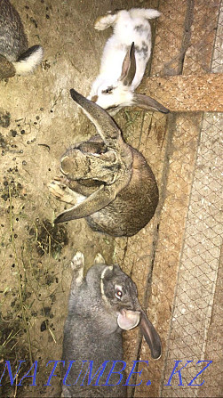 Продам кроликов 1,5 великаны Тараз - изображение 2