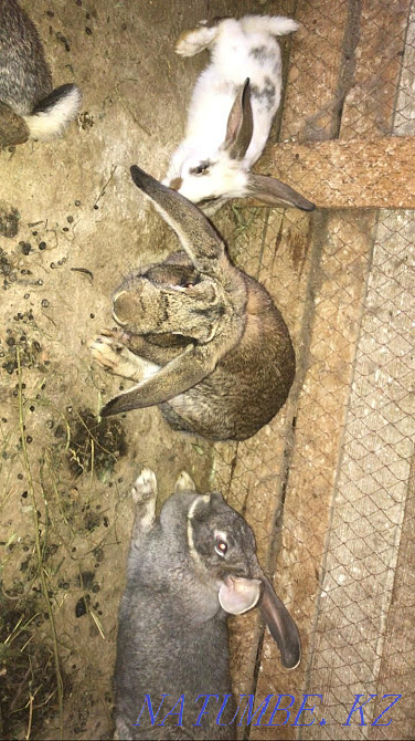 I will sell rabbits 1,5 giants Taraz - photo 2