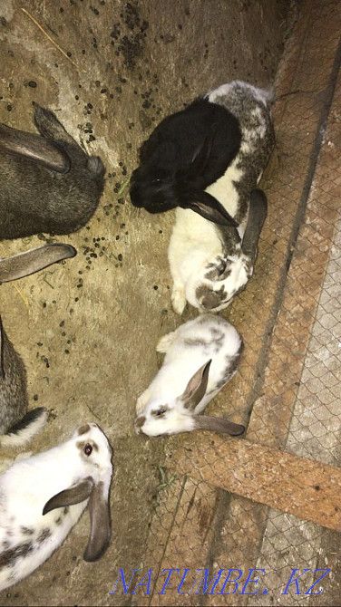 I will sell rabbits 1,5 giants Taraz - photo 4