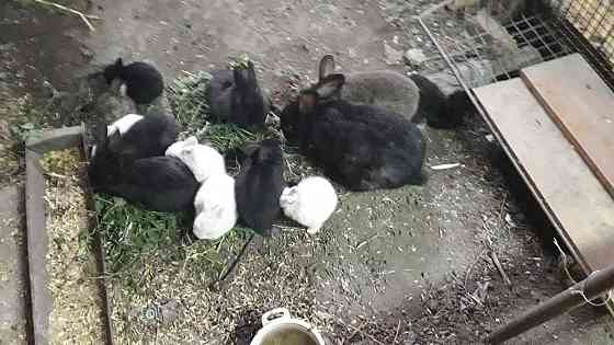 Кролики недорого Чапаево