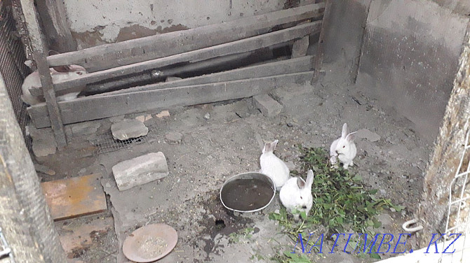 Кролики недорого Чапаево - изображение 1