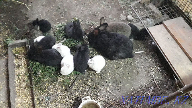 Кролики недорого Чапаево - изображение 2