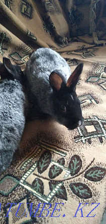 Sell: rabbits of different breeds Semey - photo 3