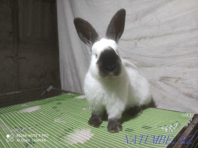 Sell: rabbits of different breeds Semey - photo 1