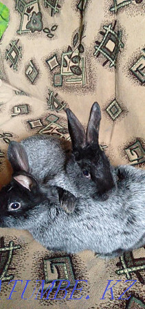 Sell: rabbits of different breeds Semey - photo 2