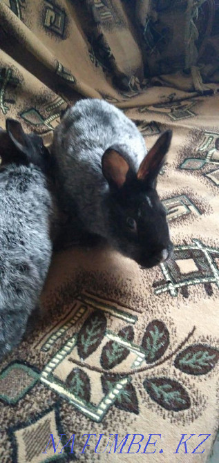 Продам:кролики разных пород Семей - изображение 3