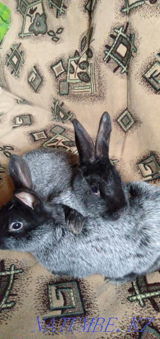Продам:кролики разных пород Семей - изображение 2