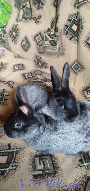 Продам:кролики разных пород Семей - изображение 4