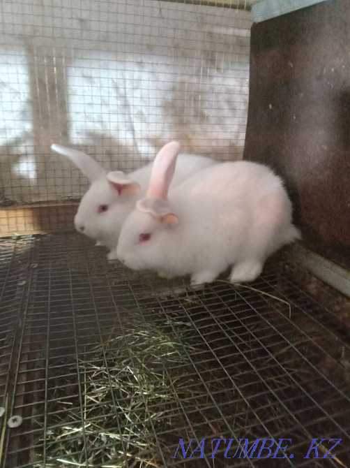 Rabbits for divorce. California and White Pannon Муткенова - photo 4