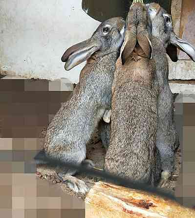 Кролики кролики Shymkent