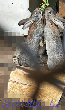 Кролики кролики Шымкент - изображение 2