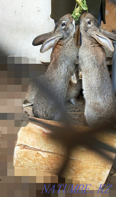 Кролики кролики Шымкент - изображение 2