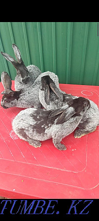 Продам кроликов Полтавское серебро Павлодар - изображение 1