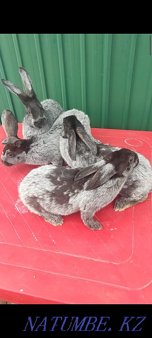 Продам кроликов Полтавское серебро Павлодар - изображение 1