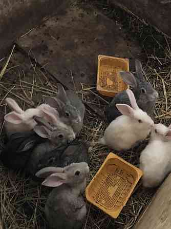 Продам кроликов  Орал