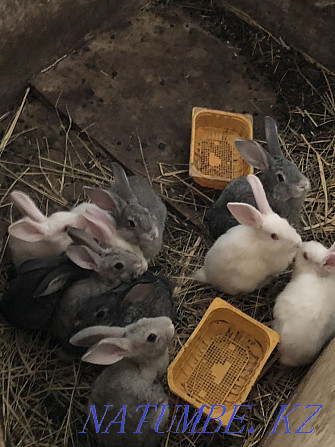 Продам кроликов Уральск - изображение 3