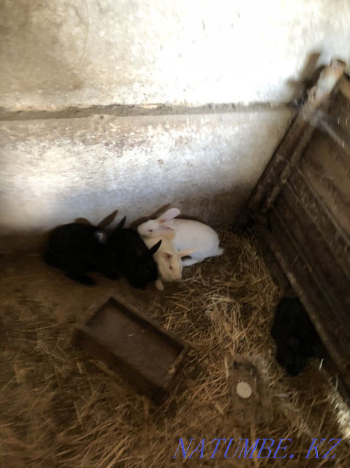 Продам кроликов Уральск - изображение 1