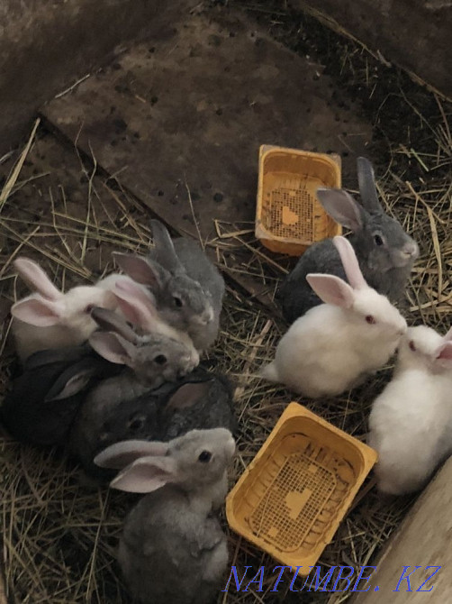 Продам кроликов Уральск - изображение 3