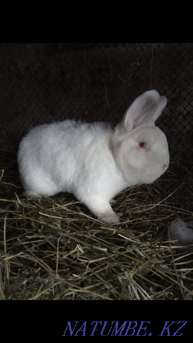 Rabbits NZB Almaty - photo 3