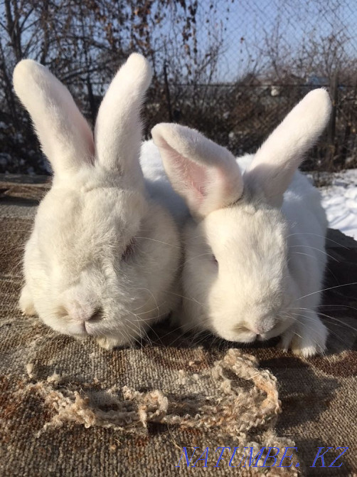 Rabbits NZB Almaty - photo 4