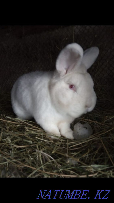 Rabbits NZB Almaty - photo 2