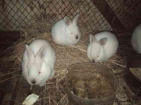 Кролики молодняк Kostanay