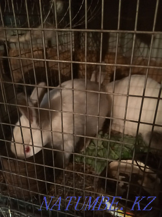 Кролики молодняк Костанай - изображение 4