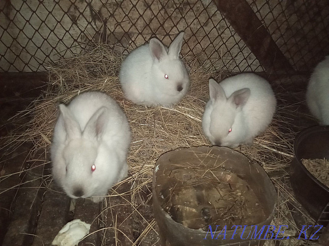 Кролики молодняк Костанай - изображение 1