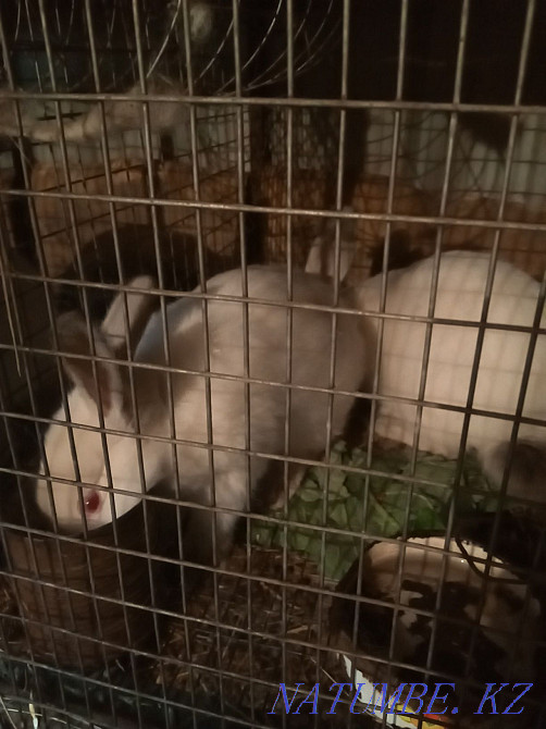 Rabbits young Kostanay - photo 4