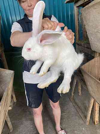 Продам кроликов Astana